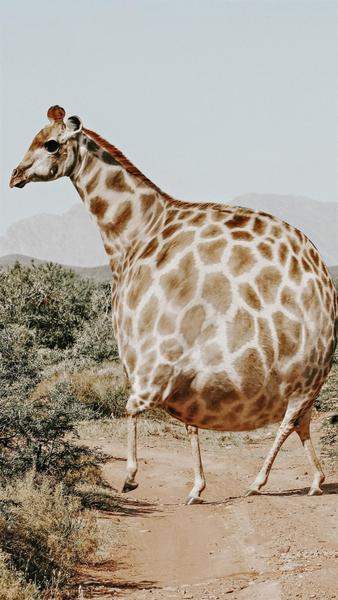 F&S Diamond Painting Store Fat Giraffe