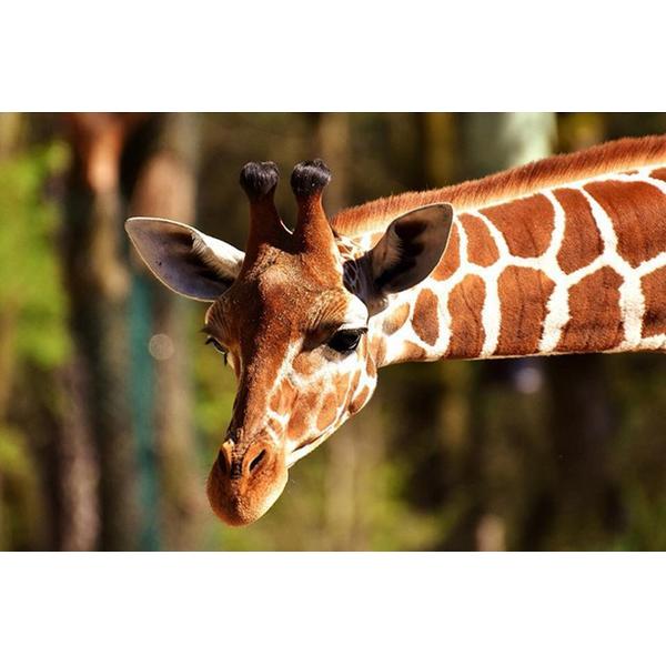 F&S Diamond Painting Store Giraffes Neck