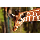 F&S Diamond Painting Store Giraffes Neck