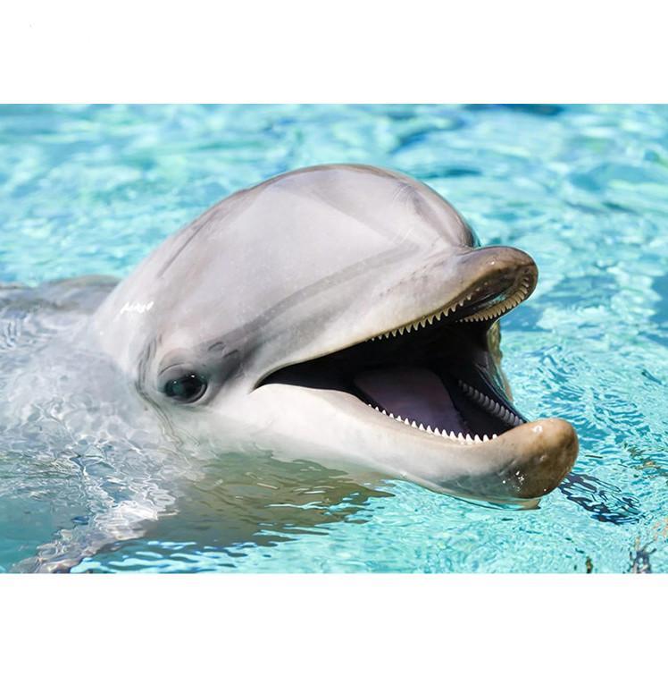 F&S Diamond Painting Store Cute Dolphin