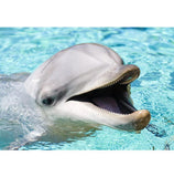 F&S Diamond Painting Store Cute Dolphin