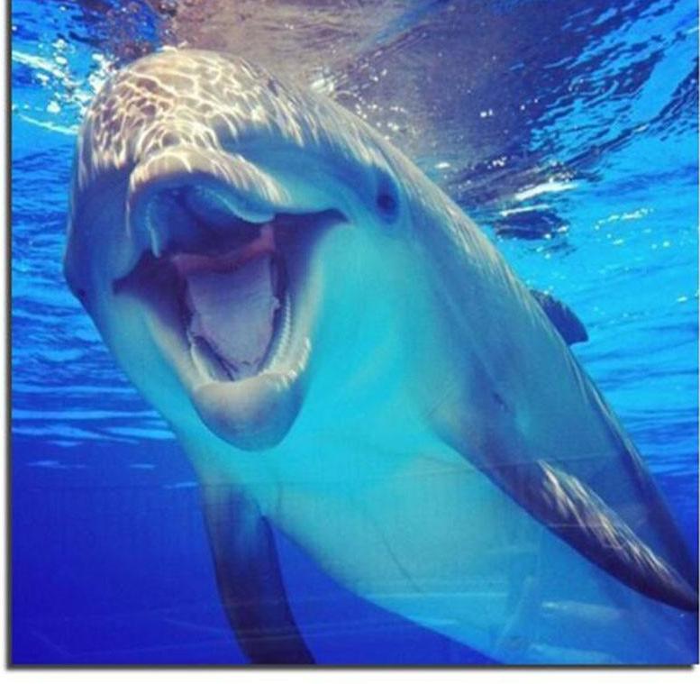 F&S Diamond Painting Store Dolphin in the Water