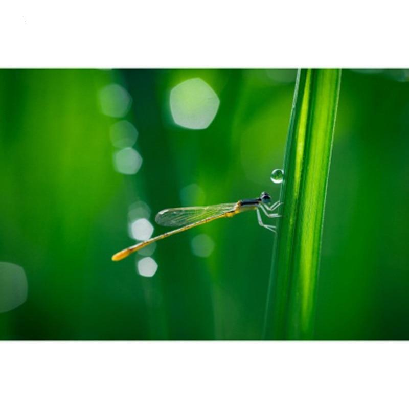 F&S Diamond Painting Store Dragonfly Eats Grass