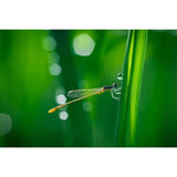 F&S Diamond Painting Store Dragonfly Eats Grass