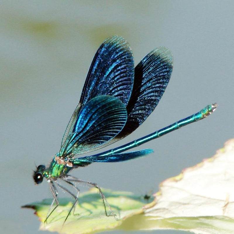 F&S Diamond Painting Store Dragonfly on Leaf