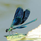 F&S Diamond Painting Store Dragonfly on Leaf