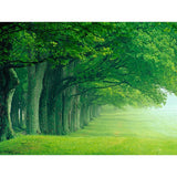 F&S Diamond Painting Store Natural landscape