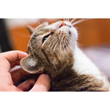 F&S Diamond Painting Store Cat ear stroking
