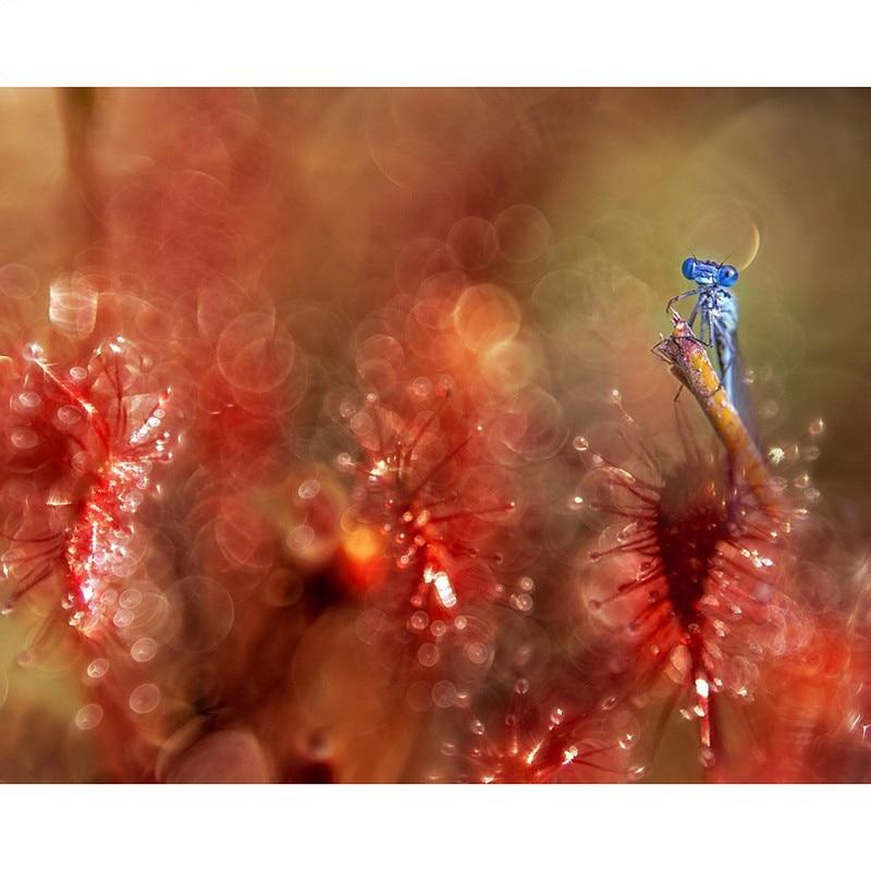F&S Diamond Painting Store Blue Little Dragonfly