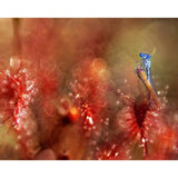 F&S Diamond Painting Store Blue Little Dragonfly