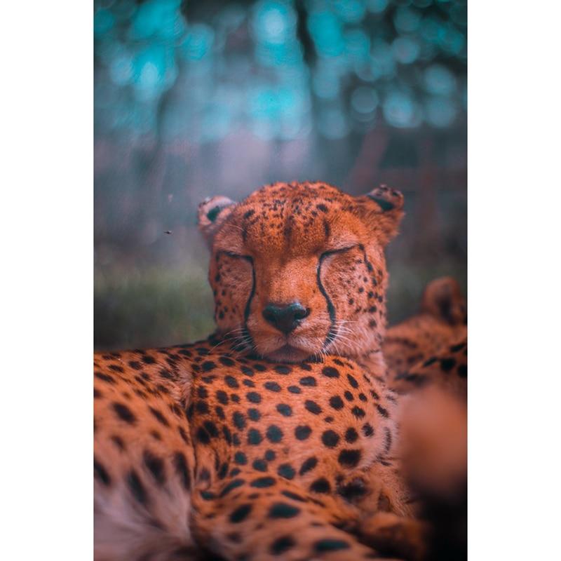 F&S Diamond Painting Store Leopard Napping