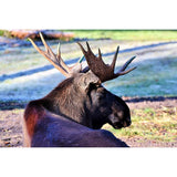 F&S Diamond Painting Store Beautiful Deer