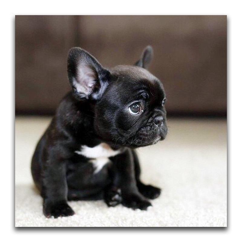 F&S Diamond Painting Store French Bulldog Black Puppy