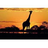 F&S Diamond Painting Store A Giraffe in the Evening