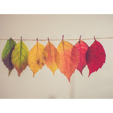 F&S Diamond Painting Store Colorful Leaves