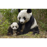 F&S Diamond Painting Store Panda And His Baby