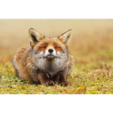 F&S Diamond Painting Store Fox sleeping