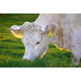 F&S Diamond Painting Store Cute Cow Eating The Grass