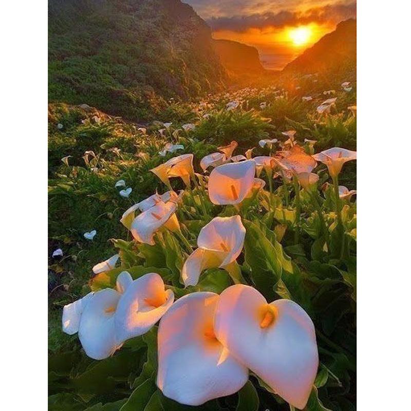 F&S Diamond Painting Store Lily Sunset