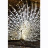 F&S Diamond Painting Store Beautiful White Peacock