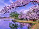F&S Diamond Painting Store Romantic Sakura Trees