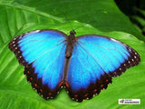 F&S Diamond Painting Kit Azure Butterfly Wings