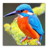 F&S Diamond Painting Store Cute Kingfisher