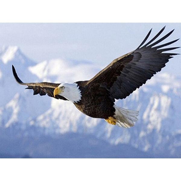F&S Diamond Painting Store Eagle Bird Flying