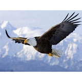 F&S Diamond Painting Store Eagle Bird Flying