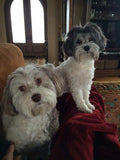 F&S Gift Store Havanese Dog Portrait - Havanese Dog Painting from your Photo - Portraits-by-Nc