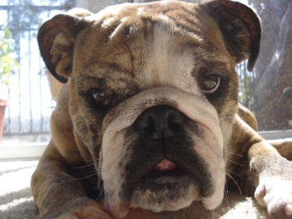 F&S Gift Store Bulldog Portrait I Custom Dog Portraits I Bulldog Painting from Your Photo I Dog Portraits by NC