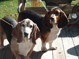 F&S Gift Store basset hound, beagles hound, Custom Pet Portrait, Dog Painting, Oil Painting, Portrait Commission, two dogs portrait, pet portrait, 16x20"