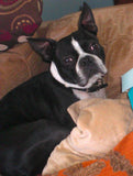 F&S Gift Store Boston Terrier Pet Portrait - Custom Dog Portrait - Boston Terrier Painting from your Photo - Portraits by NC
