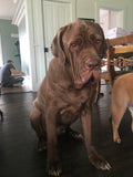 F&S Gift Store Dog portraits from photo, large oil painting on canvas. 100% money-back guarantee