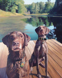 F&S Gift Store Custom Pet Portrait - Oil Painting - Dog Portrait - Chocolate Lab - German Short Hair Pointer - Perfect Gift Idea