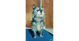 F&S Gift Store Pet Portrait Custom Miniature Oil Painting, commission an artwork of your pet; cat, dog, bird, rabbit, any animal!