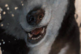 F&S Gift Store Custom OIL on SILVER Pet Siberian husky portrait Luxurious High Quality Realistic painting from a photo unique Wall Art gift for dog lover.
