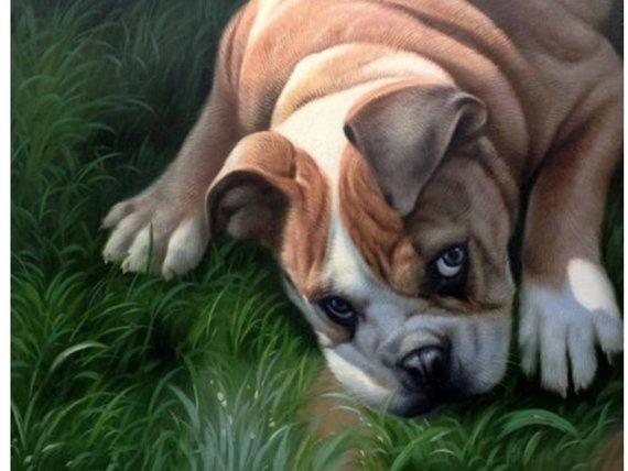 F&S Gift Store Pets Custom Portraits, Custom oil Portraits, Custom Oil Paintings, Dog Custom Paintings, Dogs Custom Portraits, Pet Oil Portraits, Etsy USA