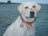 F&S Gift Store Pets Custom Portraits, Custom oil Portraits, Custom Oil Paintings, Dog Custom Paintings, Dogs Custom Portraits, Pet Oil Portraits, Etsy USA