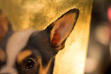 F&S Gift Store Custom OIL on GOLD Pet pointer portrait Luxurious High Quality Realistic painting from your photographs Wall Art gift for animal lover.