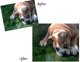 F&S Gift Store Pets Custom Portraits, Custom oil Portraits, Custom Oil Paintings, Dog Custom Paintings, Dogs Custom Portraits, Pet Oil Portraits, Etsy USA