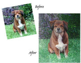Personalized Oil Painting From Photos, handcraft art on Canvas-Show Case GMO102329-36