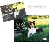 F&S Gift Store Pet Portrait Custom, From Photograph, Dog Painting, Memorial Pet Portrait, Pet Lover Gift, Custom Dog Portrait, Pet Portrait, Dog Custom
