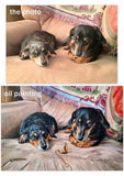 F&S Gift Store custom pet portrait! original painting 1 dog or cat - painting hand made. dogs, cats, animal, canvas, oil.