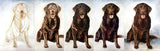 F&S Gift Store Custom Painted Pet Portraits in Oil
