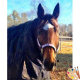 F&S Gift Store Custom Horse Pet Portrait From Your Photos
