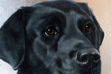 F&S Gift Store Custom OIL on SILVER Pet Siberian husky portrait Luxurious High Quality Realistic painting from a photo unique Wall Art gift for dog lover.