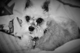 F&S Gift Store Custom Portrait, Oil Portrait, Paintings on commission, Painting from photo