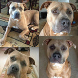 F&S Gift Store Custom Pet Portrait, canvas, oil painting, Dog Portrait, Pet Painting, Pit Bull. Oil painting on canvas. 50% DEPOSIT. Custom pet portrait.
