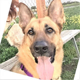F&S Gift Store German shepherd, Custom portrait, Dog Portrait, Cat portrait, Pet painting, Home decor, Bedroom decor, Personalized gift, Unique gift